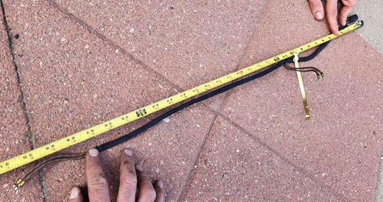 Harness -dual horns -MGA